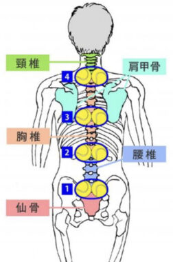 仙腸関節2